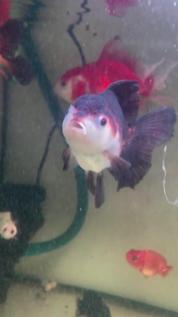 Cá cảnh Oranda đầu xù. Mua bán Thú cưng khác tại Thành phố Thủ Đức Tp Hồ Chí Minh được đăng bởi Trung hình 1