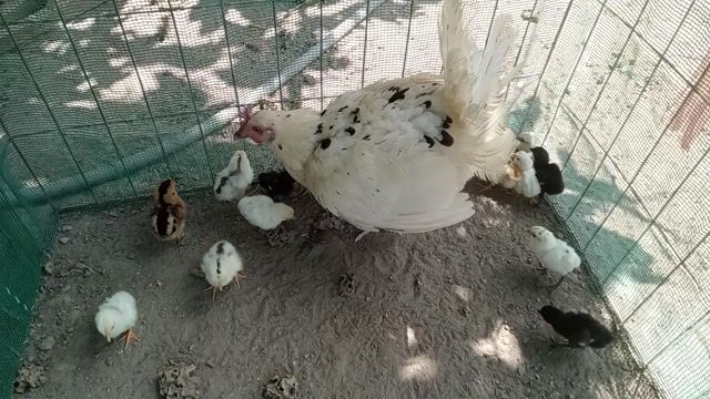 Gà Peru mỹ tre, peru mỹ nòi.. Mua bán Gà tại Huyện Cầu Kè Trà Vinh được đăng bởi khai Trương hình 1