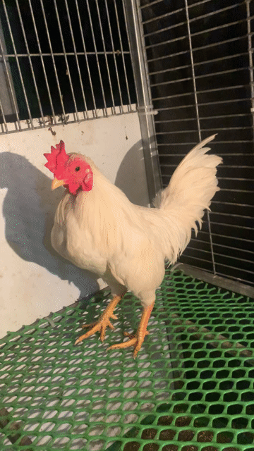Gà Tre Trắng. Mua bán Gà tại Huyện Mỏ Cày Nam Bến Tre được đăng bởi PHÁT hình 1