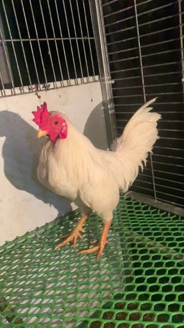 Gà Tre Trắng. Mua bán Gà tại Huyện Mỏ Cày Nam Bến Tre được đăng bởi PHÁT hình 1