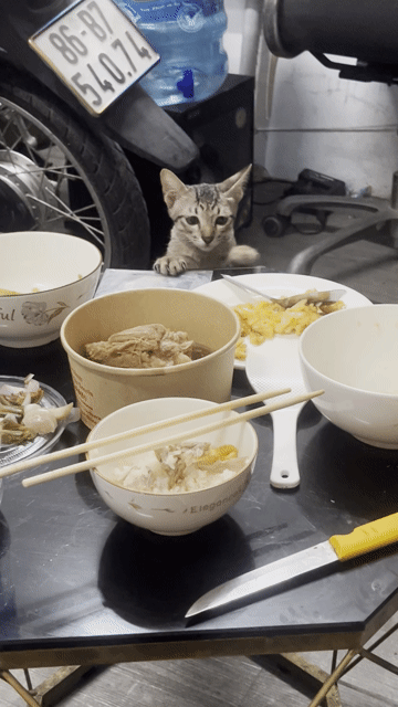 Mèo Mướp đực 3 tháng nâu sọc. Mua bán Mèo tại Quận Tân Bình Tp Hồ Chí Minh được đăng bởi Hải hình 1