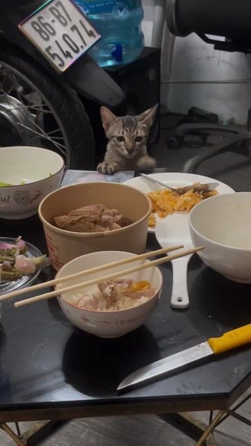 Mèo Mướp đực 3 tháng nâu sọc. Mua bán Mèo tại Quận Tân Bình Tp Hồ Chí Minh được đăng bởi Hải hình 1