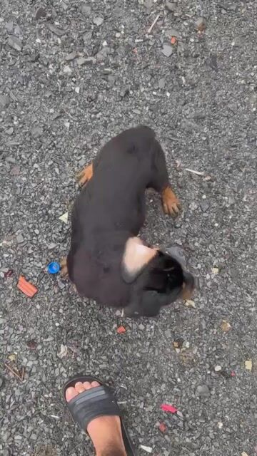 Bán chó. Mua bán Chó tại Quận 8 Tp Hồ Chí Minh được đăng bởi Truyền Thắng hình 1