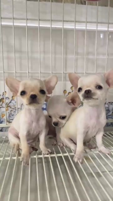Chó Chihuahua Mini đã tiêm. Mua bán Chó tại Quận Liên Chiểu Đà Nẵng được đăng bởi SiSi Pet Shop hình 1