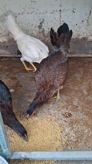 gà mái nòi mỹ. Mua bán Gà tại Quận 8 Tp Hồ Chí Minh được đăng bởi Đức hình 1