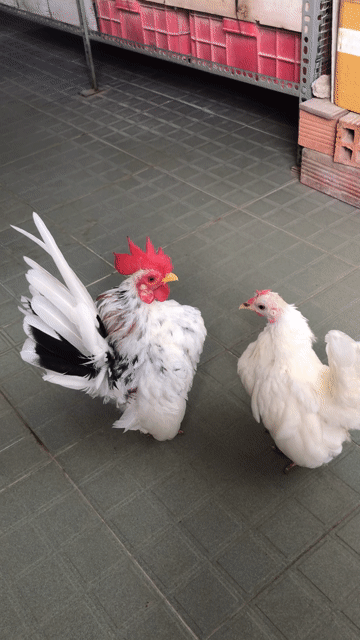 Gà cảnh Trắng Cả hai. Mua bán Gà tại Quận Bình Thạnh Tp Hồ Chí Minh được đăng bởi Nguyễn Thanh Lam hình 1