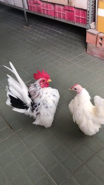 Gà cảnh Trắng Cả hai. Mua bán Gà tại Quận Bình Thạnh Tp Hồ Chí Minh được đăng bởi Nguyễn Thanh Lam hình 1