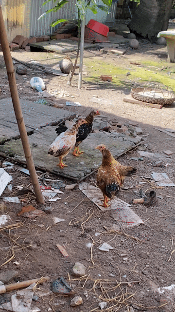 Gà che bắc Đen, Nâu, Vàng nhạt. Mua bán Gà tại Huyện Gò Dầu Tây Ninh được đăng bởi Phu Nguyen hình 1