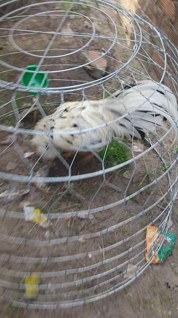 Gà Trắng đực 3.1kg. Mua bán Gà tại Huyện Long Thành Đồng Nai được đăng bởi Chien Ke hình 1