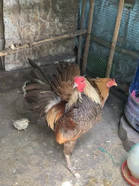 gà chuối 1kg4. Mua bán Gà tại Thị xã Bình Minh Vĩnh Long được đăng bởi Nguyễn Quang Vinh hình 1