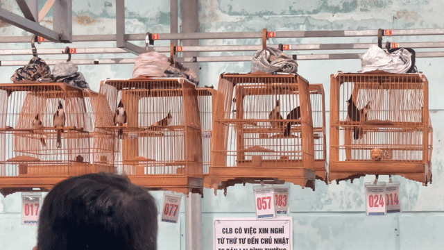 Chim chào mào đực. Mua bán Chim tại Quận Hải Châu Đà Nẵng được đăng bởi hoàng nhân hình 1
