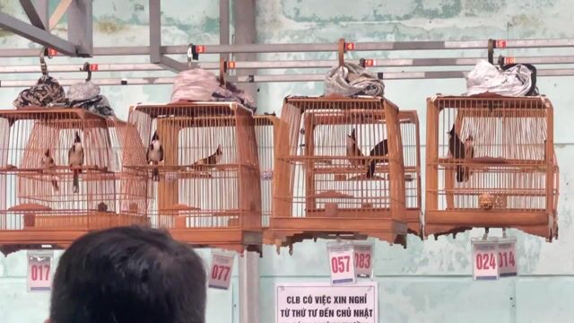 Chim chào mào đực. Mua bán Chim tại Quận Hải Châu Đà Nẵng được đăng bởi hoàng nhân hình 1