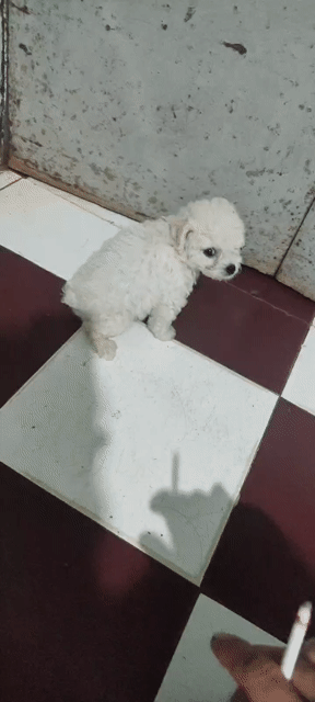 Chó Poodle trắng. Mua bán Chó tại Huyện Châu Đức Bà Rịa - Vũng Tàu được đăng bởi huu nguyen hình 1