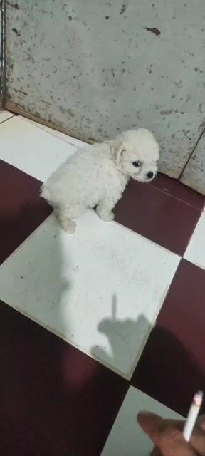 Chó Poodle trắng. Mua bán Chó tại Huyện Châu Đức Bà Rịa - Vũng Tàu được đăng bởi huu nguyen hình 1