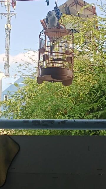 Chim khuyên đã đi gió. Mua bán Chim tại Quận 8 Tp Hồ Chí Minh được đăng bởi Hiep Van Nguyen hình 1