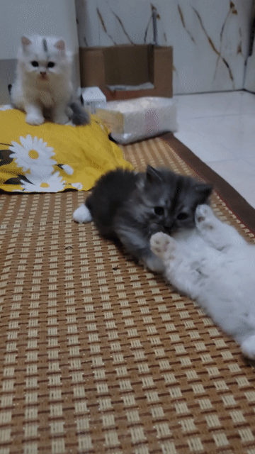 Mèo Munchkin đực xám trắng gần 2 tháng. Mua bán Mèo tại Quận 8 Tp Hồ Chí Minh được đăng bởi Hồng Vân  hình 1