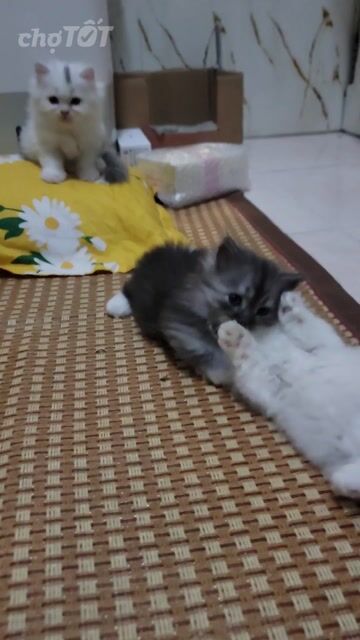 Mèo Munchkin đực xám trắng gần 2 tháng. Mua bán Mèo tại Quận 8 Tp Hồ Chí Minh được đăng bởi Hồng Vân  hình 1