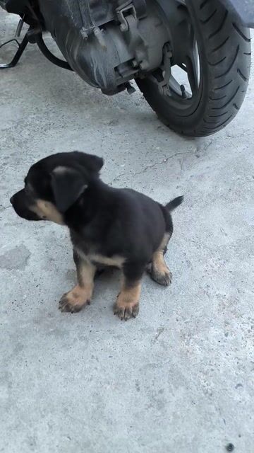 Chó ta lai đực 1.5 tháng. Mua bán Chó tại Huyện Cần Giuộc Long An được đăng bởi Mạnh Trí Nguyễn hình 1