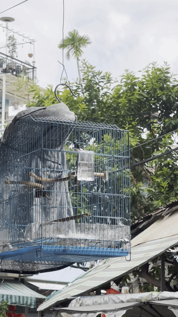 Chim chào mào Huế. Mua bán Chim tại Quận Tân Phú Tp Hồ Chí Minh được đăng bởi Ngoc huyen hình 1