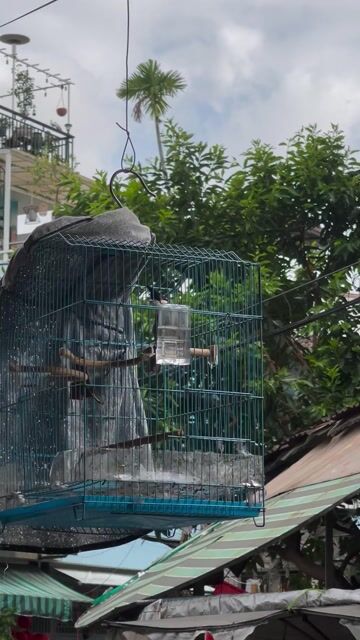 Chim chào mào Huế. Mua bán Chim tại Quận Tân Phú Tp Hồ Chí Minh được đăng bởi Ngoc huyen hình 1