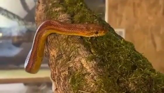 13732Nos amis les NAC