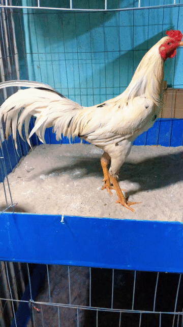 Gà trống trắng 2.9kg. Mua bán Gà tại Huyện Bình Chánh Tp Hồ Chí Minh được đăng bởi Bé Tẩyyyy hình 1