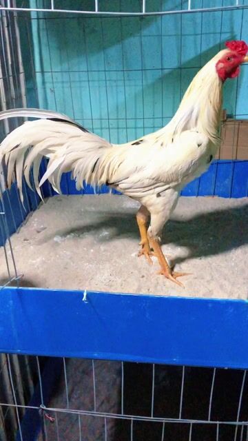 Gà trống trắng 2.9kg. Mua bán Gà tại Huyện Bình Chánh Tp Hồ Chí Minh được đăng bởi Bé Tẩyyyy hình 1