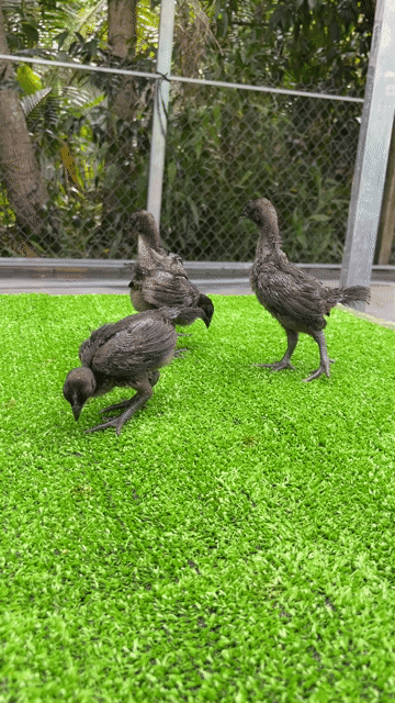 Gà Mặt quỷ Hậu Giang 1.5 tháng tuổi. Mua bán Gà tại Quận Cái Răng Cần Thơ được đăng bởi Lê Văn Hoài hình 1