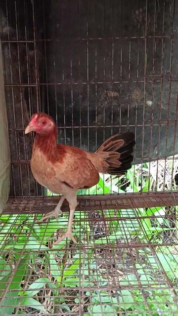 Gà Tre mái Cuban Mỹ . Mua bán Gà tại Huyện Bình Chánh Tp Hồ Chí Minh được đăng bởi gà nồi tre hình 1