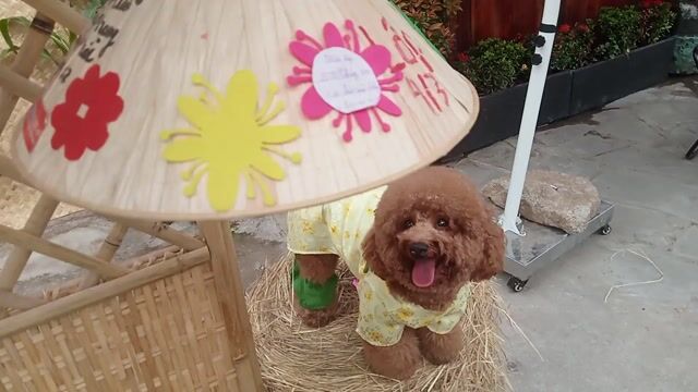 CẦN NHƯỢNG LẠI BÉ POODLE ĐỰC 7,5KG TRƯỞNG THÀNH. Mua bán Chó tại Thành phố Thuận An Bình Dương được đăng bởi Võ Thị Thu Thủy  hình 1