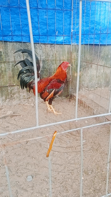 Gà chọi 1.2kg Đỏ đen. Mua bán Gà tại Thành phố Cao Lãnh Đồng Tháp được đăng bởi Trương Minh Kiệt  hình 1