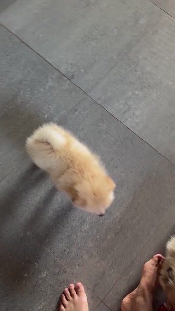 Chó Phốc Sóc màu Vàng kem. Mua bán Chó tại Huyện Xuyên Mộc Bà Rịa - Vũng Tàu được đăng bởi Nguyễn Văn Thanh hình 1