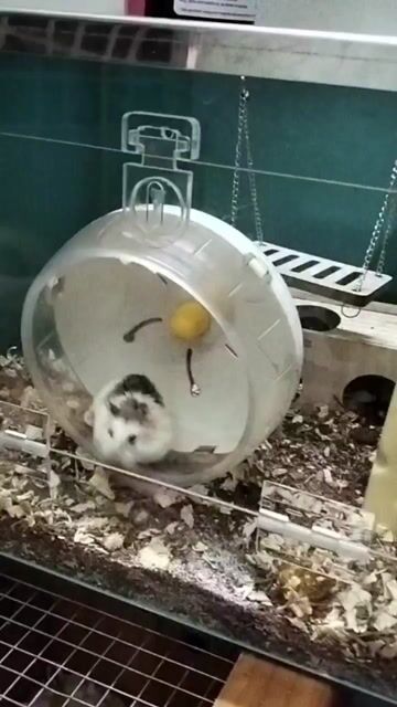 Hamster Robo đực Hóc Môn có Ship. Mua bán Thú cưng khác tại Huyện Hóc Môn Tp Hồ Chí Minh được đăng bởi Quyên hình 1