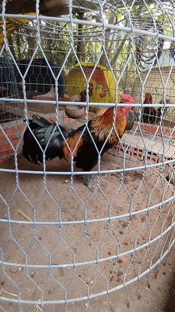 que cọp 3kg5. tay rất tốt. Mua bán Gà tại Thành phố Vị Thanh Hậu Giang được đăng bởi Nguyên đăng khoa hình 1