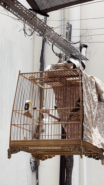 Chim mào và lồng tre hoa mai. Mua bán Chim tại Quận Bình Tân Tp Hồ Chí Minh được đăng bởi Cuong Le hình 1