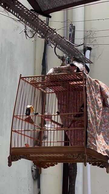 Chim mào và lồng tre hoa mai. Mua bán Chim tại Quận Bình Tân Tp Hồ Chí Minh được đăng bởi Cuong Le hình 1