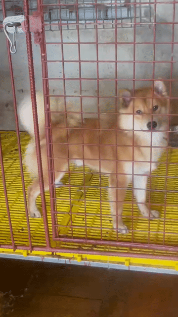 Chó Shiba Inu đực 12 tháng. Mua bán Chó tại Thị xã Duy Tiên Hà Nam được đăng bởi Vũ Văn Tính hình 1