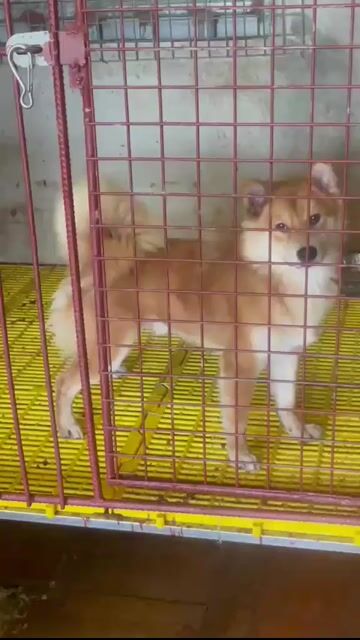 Chó Shiba Inu đực 12 tháng. Mua bán Chó tại Thị xã Duy Tiên Hà Nam được đăng bởi Vũ Văn Tính hình 1