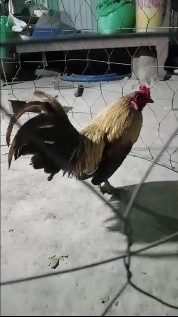 gà tre bán 250k
