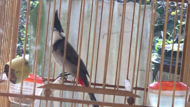 Chim chào mào mào đinh giọng hay. Mua bán Chim tại Huyện Quảng Điền Thừa Thiên Huế được đăng bởi Nguyên  hình 1