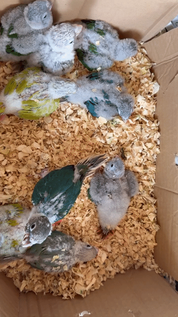 Chim Vẹt cảnh Green check. Mua bán Chim tại Huyện Chương Mỹ Hà Nội được đăng bởi menuoipet29 hình 1