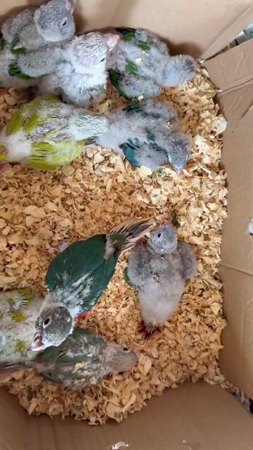 Chim Vẹt cảnh Green check. Mua bán Chim tại Huyện Chương Mỹ Hà Nội được đăng bởi menuoipet29 hình 1