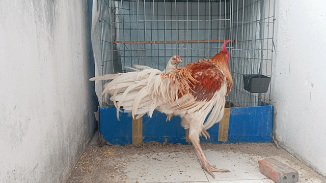 bướm đỏ thái mỹ chân trắng 5th5 trạng chơi 4kg. Mua bán Gà tại Quận 8 Tp Hồ Chí Minh được đăng bởi phương  cán đẹp hình 1
