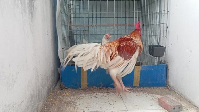 bướm đỏ thái mỹ chân trắng 5th5 trạng chơi 4kg. Mua bán Gà tại Quận 8 Tp Hồ Chí Minh được đăng bởi phương  cán đẹp hình 1