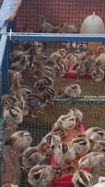 Gà ri ta Vàng sọc đã tiêm vắc xin. Mua bán Gà tại Thành phố Thuận An Bình Dương được đăng bởi mây Tuệ An  hình 1