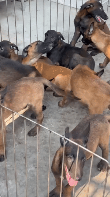 Chó Malinois Nâu đen. Mua bán Chó tại Thành phố Phan Thiết Bình Thuận được đăng bởi Nguyễn Đạt Hiếu  hình 1