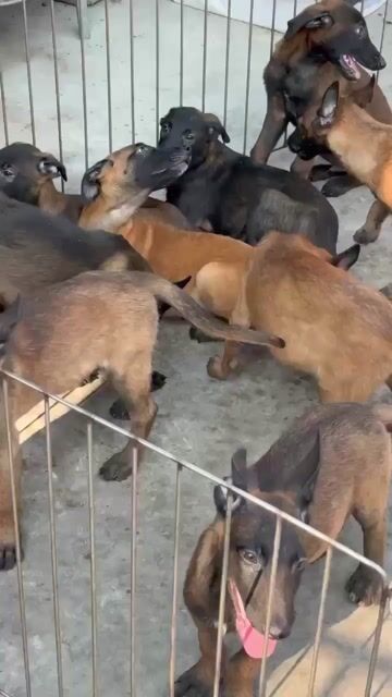 Chó Malinois Nâu đen. Mua bán Chó tại Thành phố Phan Thiết Bình Thuận được đăng bởi Nguyễn Đạt Hiếu  hình 1