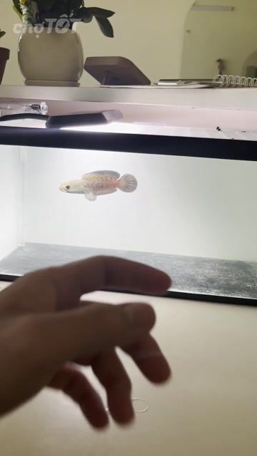Cá cảnh 12cm. Mua bán Thú cưng khác tại Quận Bình Thạnh Tp Hồ Chí Minh được đăng bởi Thăng hình 1