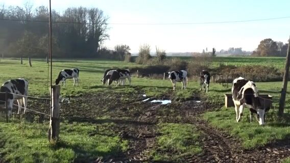 Préparatrice de concours bovins.