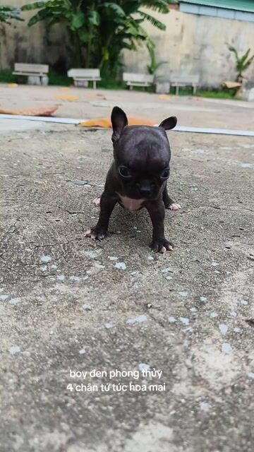 Chó Chihuahua đực. Mua bán Chó tại Quận 8 Tp Hồ Chí Minh được đăng bởi ZoZo House Chihuahua hình 1